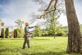 Trusted Incline Village, NV Tree Care Experts