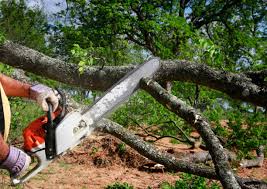 Best Tree Preservation Services  in Incline Village, NV