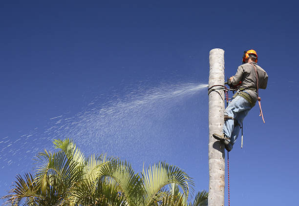 Best Fruit Tree Pruning  in Incline Village, NV
