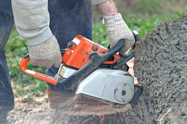 Best Storm Damage Tree Cleanup  in Incline Village, NV