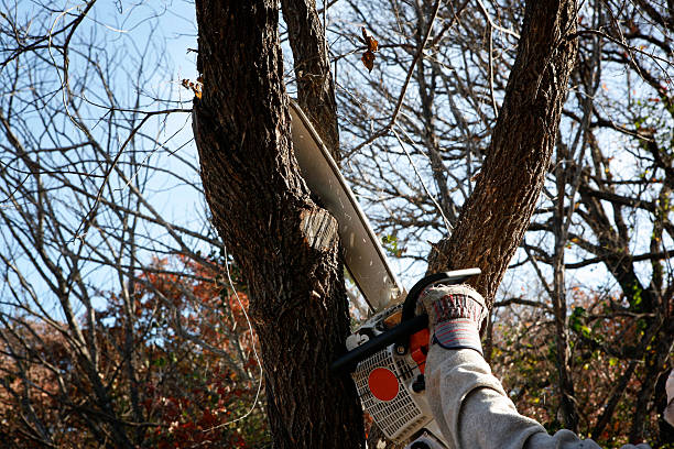 Lawn Pest Prevention in Incline Village, NV