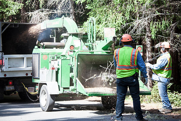 Best Commercial Tree Services  in Incline Village, NV