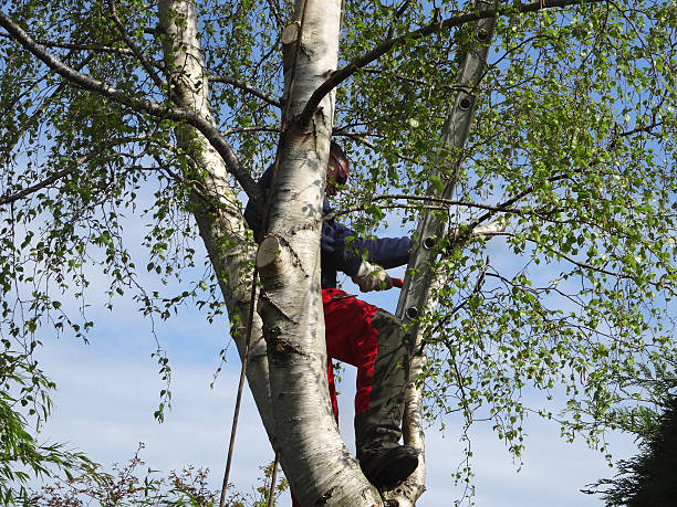 Best Utility Line Clearance  in Incline Village, NV