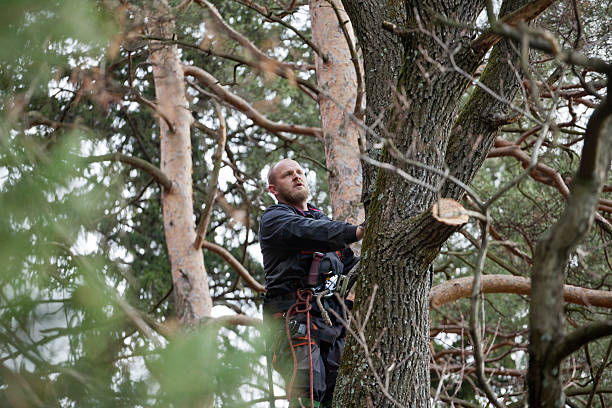 How Our Tree Care Process Works  in  Incline Village, NV